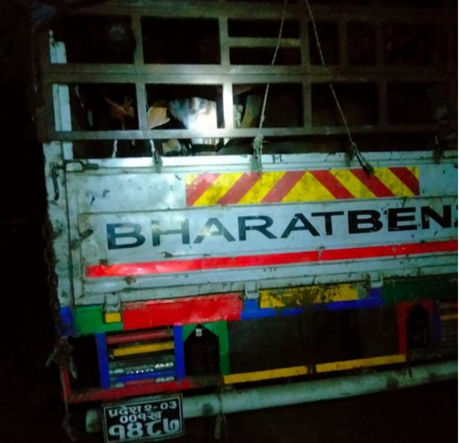 गाैर भंसारका कर्मचारीकाे मलाेमताेमा १७ ओटा गाई ३५ हजार ५ सयमा लिलामि