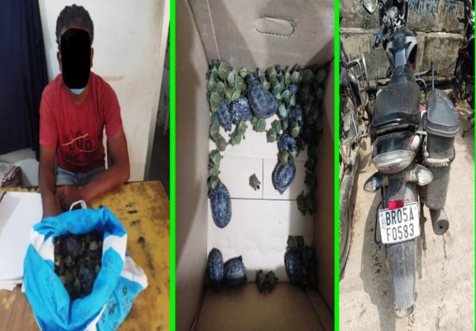 भारतबाट नेपाल ल्याउदै गरेको कछुवासहित १ जना वीरगंजमा पक्राउ