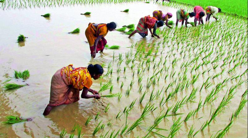 दही च्यूरा खाएर राष्ट्रिय धान दिवस मनाइँदै