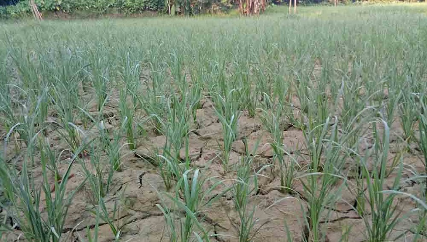 पानी नपरेपछि महोत्तरीमा धान रोपाइँ अलपत्र