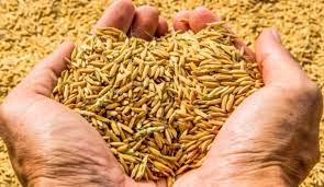 धानको मूल्यमा कमी, किसान सस्तोमा धान बिक्री गर्न बाध्य