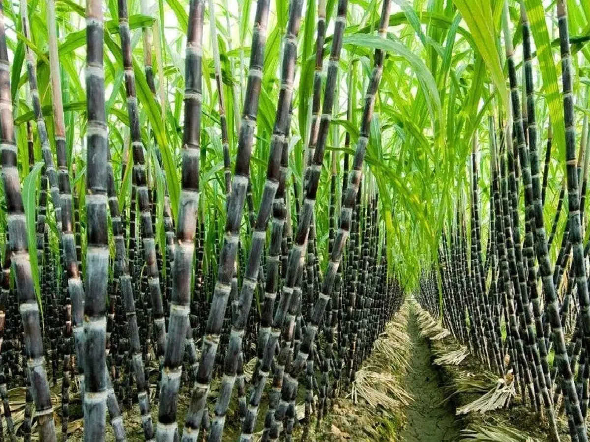 सरकारले उखुको मूल्य प्रतिक्विन्टल २० रुपैयाँले गरे वृद्धि,अब उखुको मुल्य प्रतिक्विन्टल ६१०