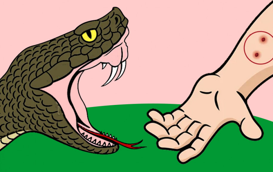 मौसम परिवर्तन सँगै सर्पको त्रास