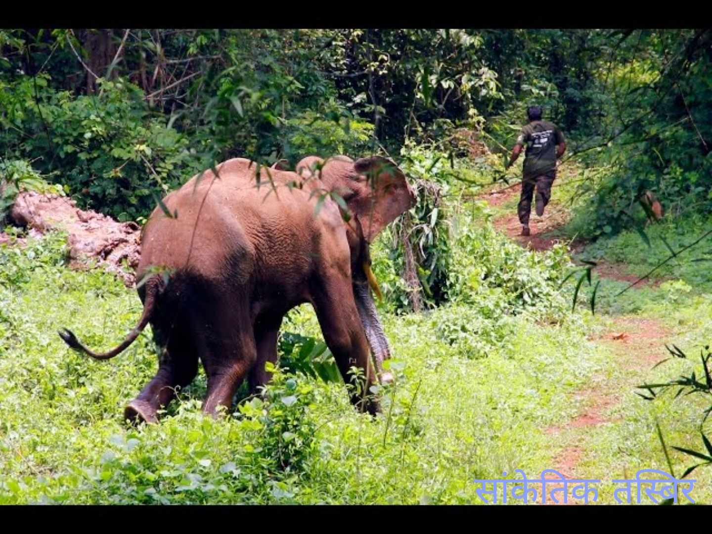 जंगली हात्तीको आक्रमणबाट रौतहटमा एक महिलाको मृत्यु, दुई जना घाइते