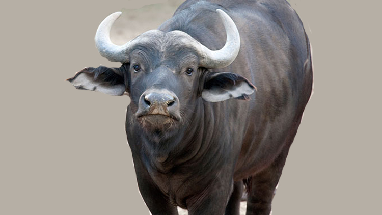 रौतहटमा रांगाको आक्रमणबाट वृद्धको मृत्यु, १ दर्जन बढी घाइते