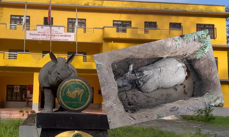 चितवन राष्ट्रिय निकुञ्जमा तस्करले २ वटा गैँडा मारे