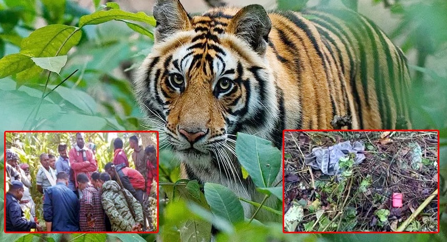 मधेश प्रदेशमा बाघको आक्रमणबाट २० बर्षिय महतोको मृत्यु