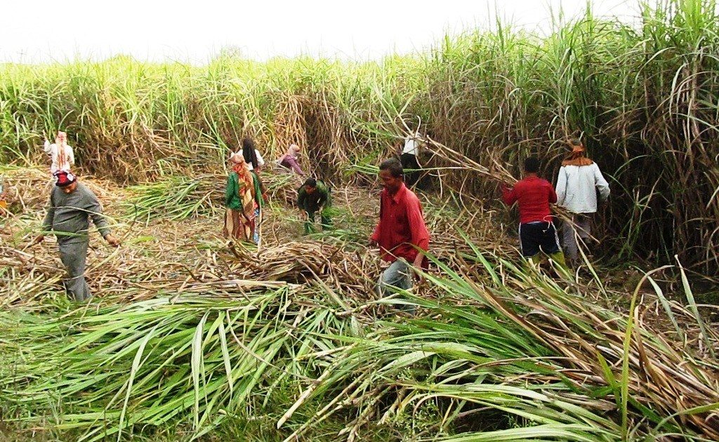 सर्लाहीका उखु किसानले पाए अनुदान बापतको रकम