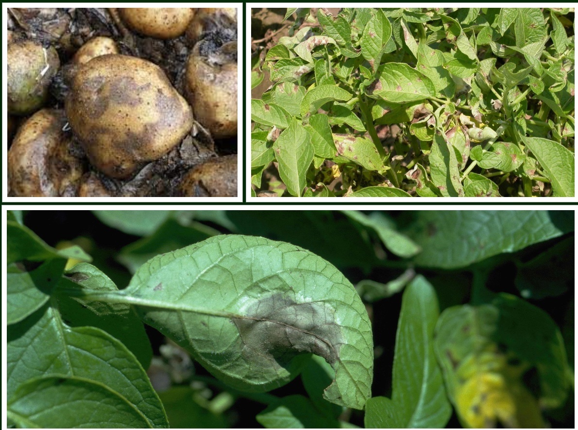 रौतहटमा केहिदिनको चिसोले जनजिवन प्रभावित सहित तरकारी खेतिमा समेत प्रभाव, किसान दुखि