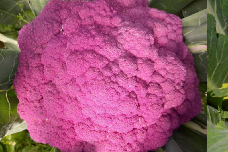 नेपालमा भएकै छैन रंगीन काउलीबारे अनुसन्धान