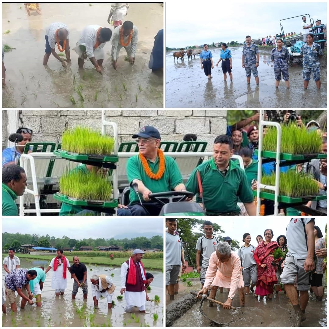 असार १५ गते धान दिवसको अवसरमा नेताहरु फोटो खिचाई भाईरल बनाउनमा ब्यस्त,मलखादको बेवास्ता