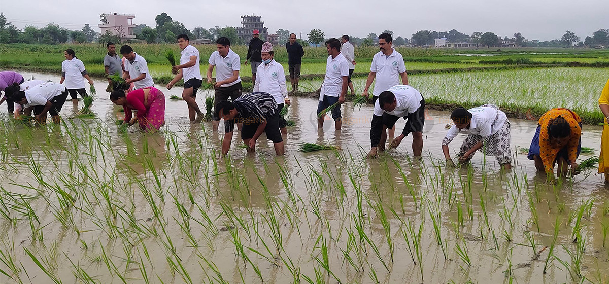 देशभर करिब ९८ प्रतिशत रोपाइँ सम्पन्न