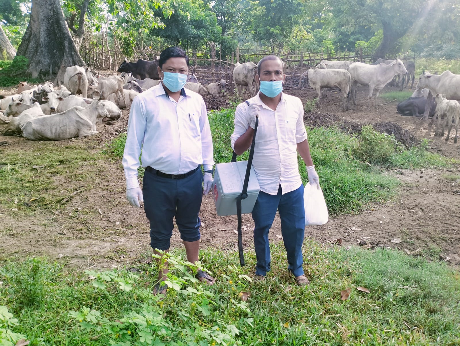 बृन्दावनमा स्यालको टोकाईबाट ३ पशुचौपायको मृत्यु, दर्जनौं घाईते