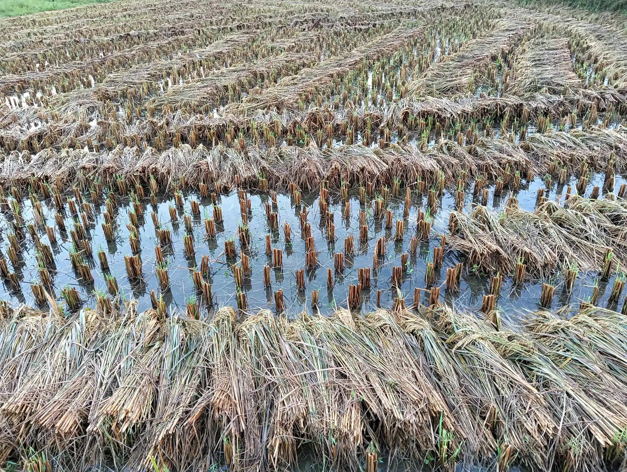 रौतहटमा बेमौसमी वर्षाले धान बालीमा क्षति, किसानमा रुवाबास