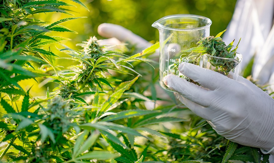 गाजा खेती खुला गर्ने नीति लागु गर्न माग