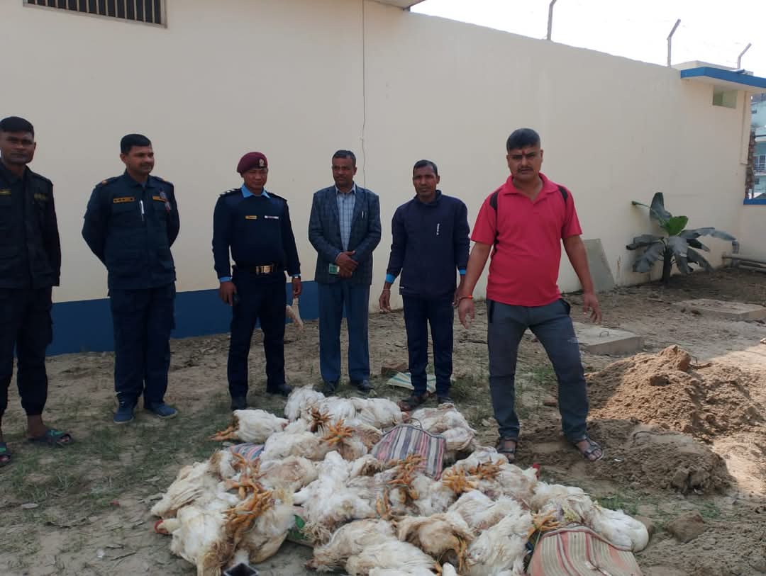 अबैध कुखुराको चल्ला प्रहरीद्धारा गरियो नष्ट