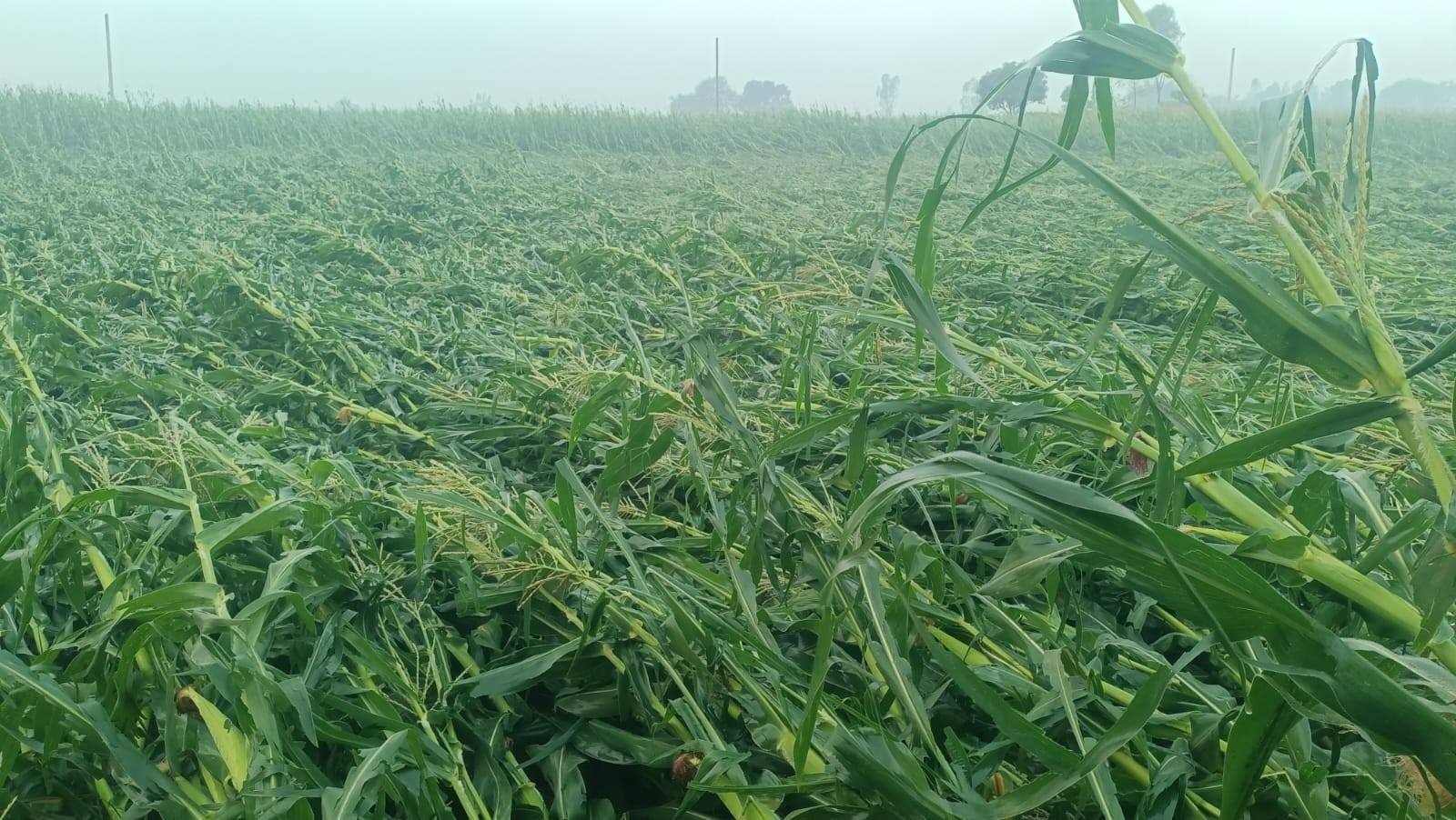 रौतहटमा असिना पानी र हावाहुरीले किसानलाई ठूलो नोक्सानी, बालीनाली नष्ट, राहतको माग