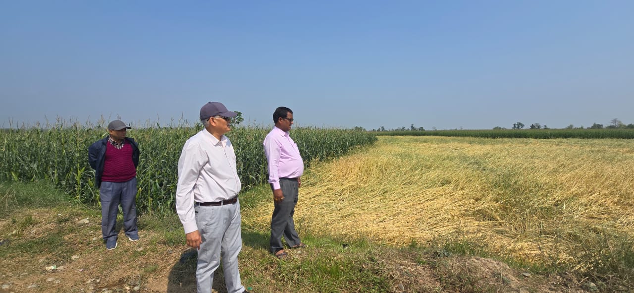 असिना पानी र हावाहुरीले रौतहटमा बालीनाली नष्ट, नगर प्रमुख कुर्मीले गरे क्षति भएको ठाउँमा स्थलगत अनुगमन