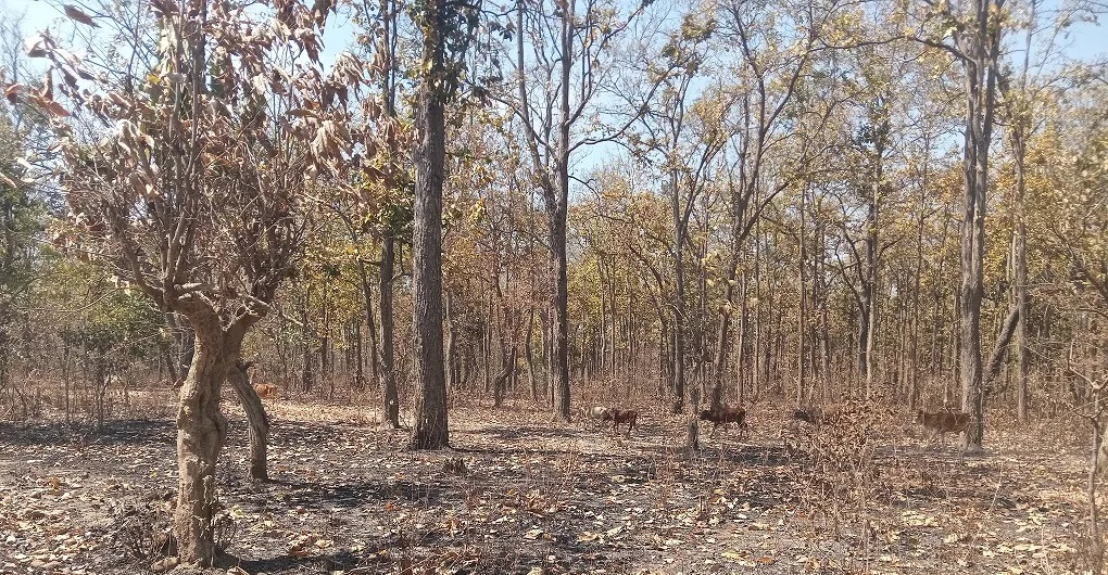 रौतहट सहित तराईका वन क्षेत्रमा फैलिएको डढेलो वर्षापछि नियन्त्रणमा,गहुंमा क्षति, अन्य बालीलाई फाइदा
