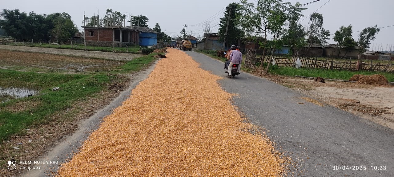 रौतहटमा कालोपत्रे सडकमै मकै सुकाउने प्रवृत्तिः दुर्घटनाको जोखिम बढ्दै