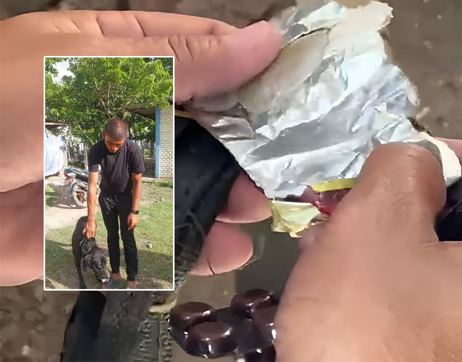 कुकुरको घाँटीमा बाँधेको बेल्टमा भेटियो ब्राउनसुगर