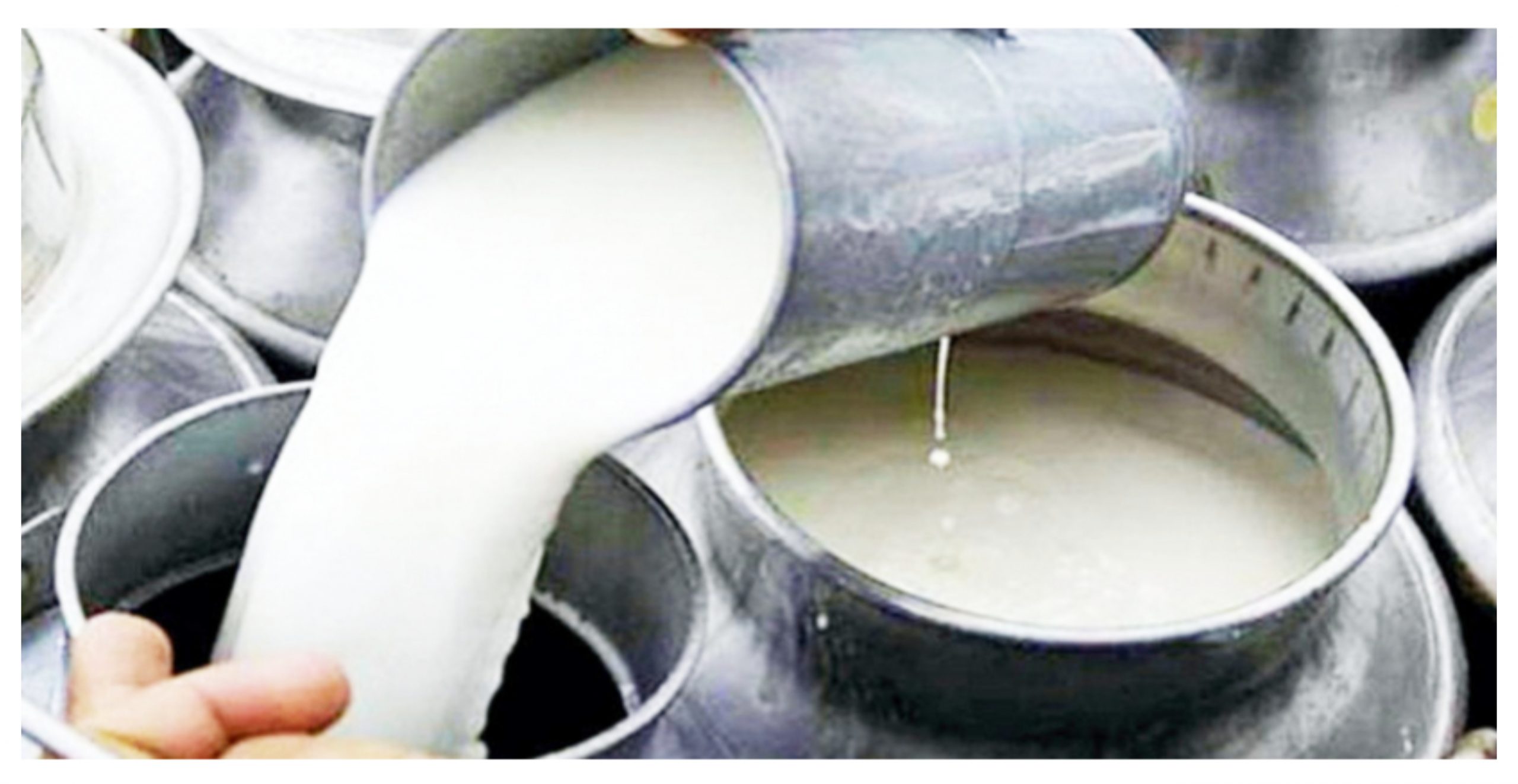 डेरीको बक्यौता ८० करोड, ‘किसानले भुक्तानी माग्दा दूध उठाउनै घटाउँछन्’