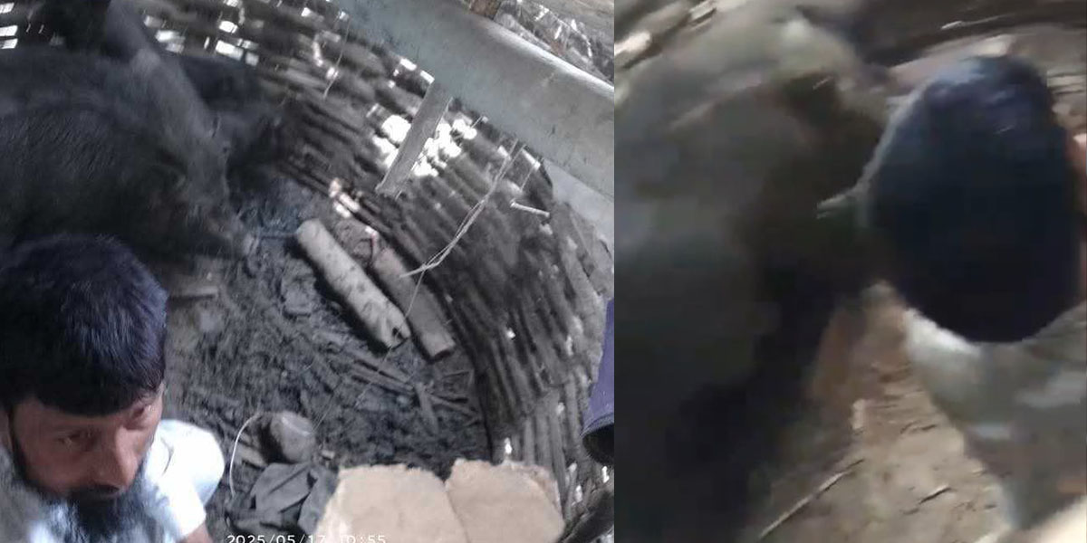 तस्लिम अन्सारीलाई सुंगुरको खोरभित्र हालेर कुटपिट, ६ जना पक्राउ