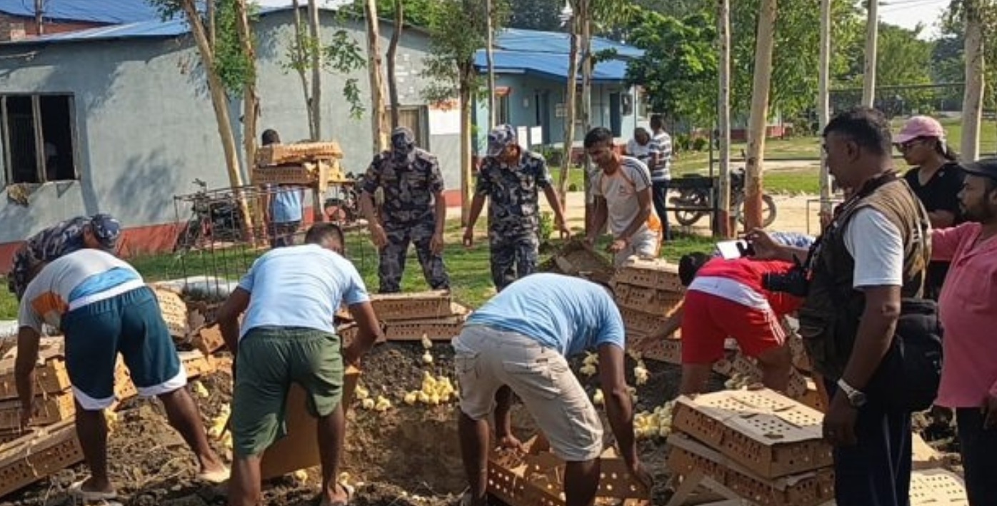 सशस्त्र प्रहरीद्वारा ७ हजार ५०० कुखुराको चल्ला बरामद