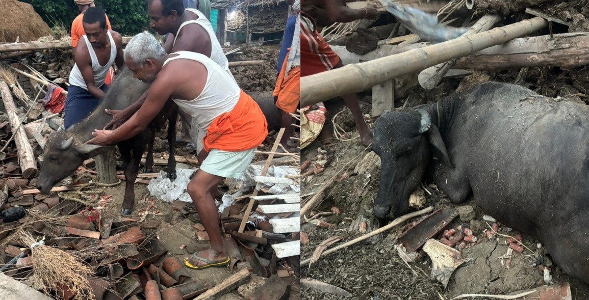 हावाहुरीले गोठ भत्किँदा दुई वटा भैँसी मरे, लाखौँको क्षति