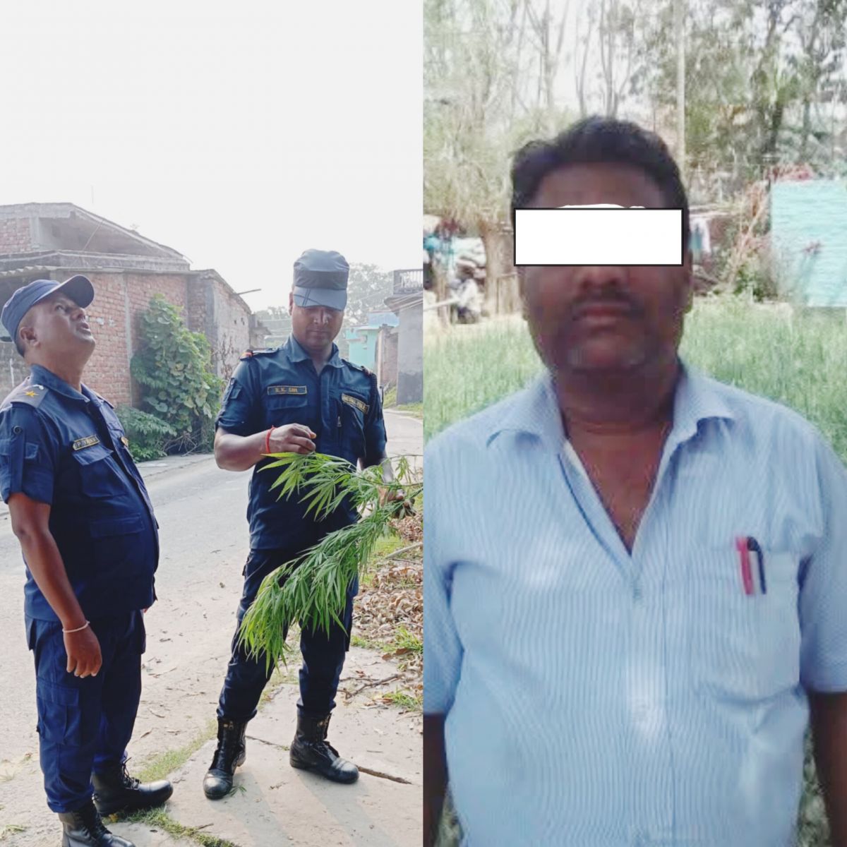 सिरहामा एक शिक्षककै बारीमा गाँजा खेती