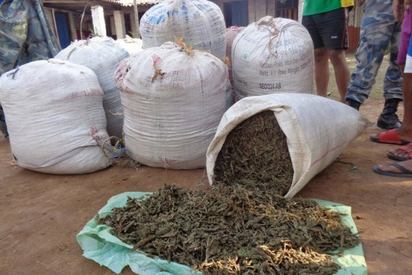 २१ सय किलो गाँजासहित इटहरीबाट तीन जना पक्राउ