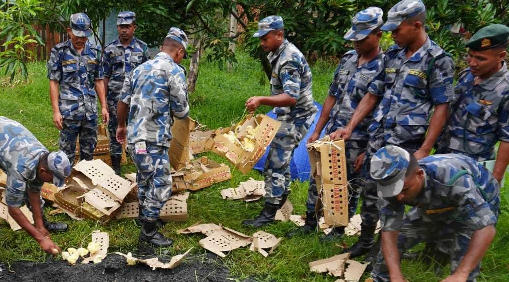 प्रहरीद्वारा अवैध ब्रोइलर चल्ला नष्ट, एकजना पक्राउ