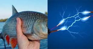 माछा मार्ने क्रममा करेन्ट लागेर पति -पत्नीको मृत्य