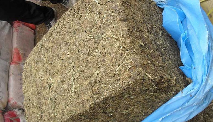 सप्तरीबाट ३८८ किलो गाँजासहित एक पक्राउ