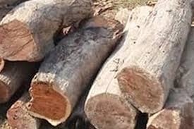 पर्सागढीबाट अवैध सालको काठ बरामद, दुई तस्कर पक्राउ