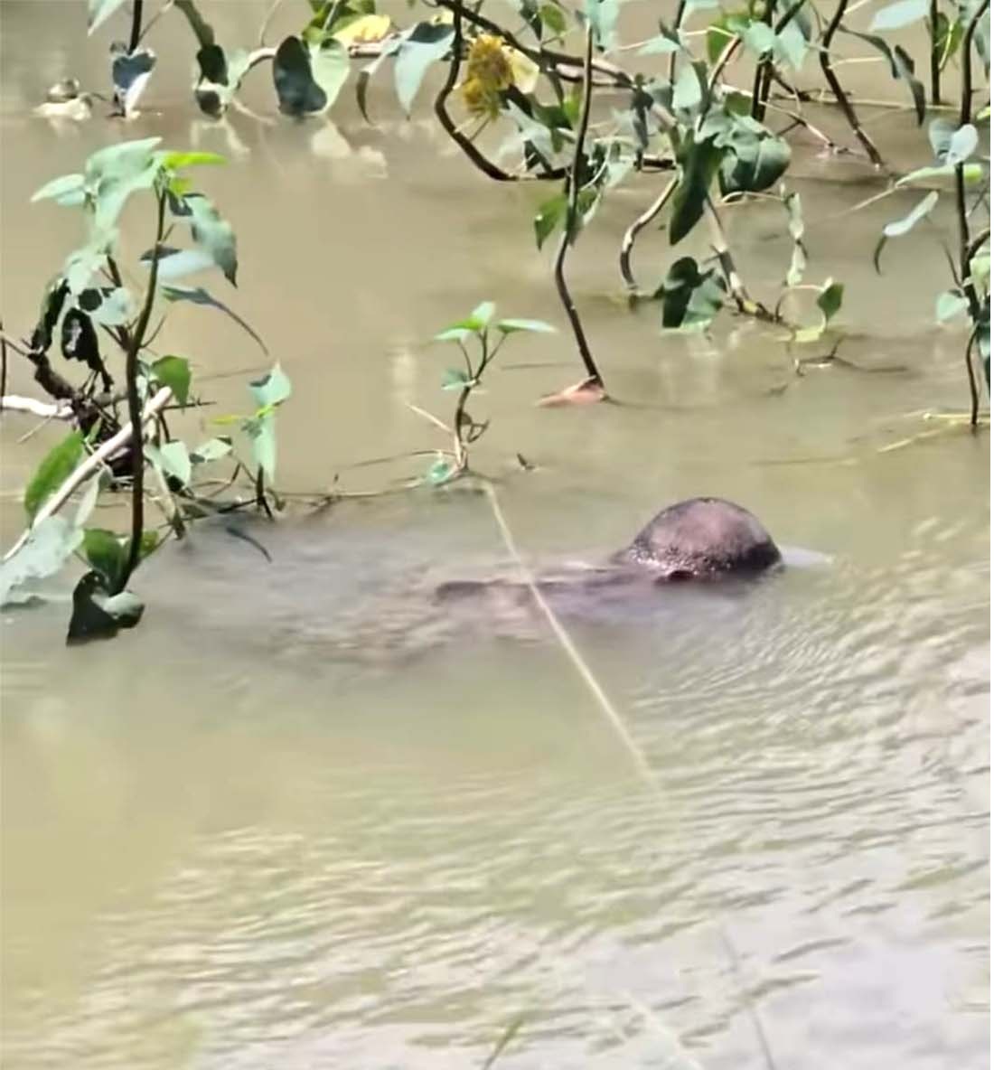 सप्तरीको चन्द्र नहरमा डुबेर एक पुरुषको मृत्यु