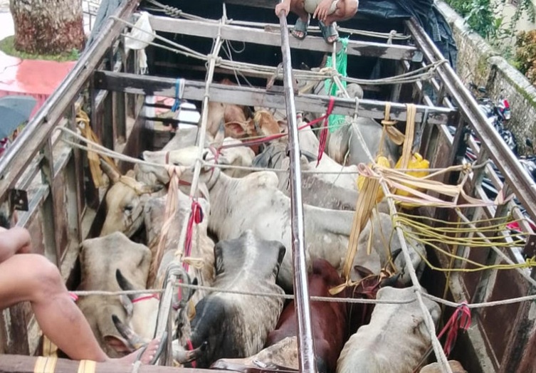 पश्चिम नवलपरासीको बर्दघाटबाट १८ गोरुसहित ट्रक नियन्त्रणमा