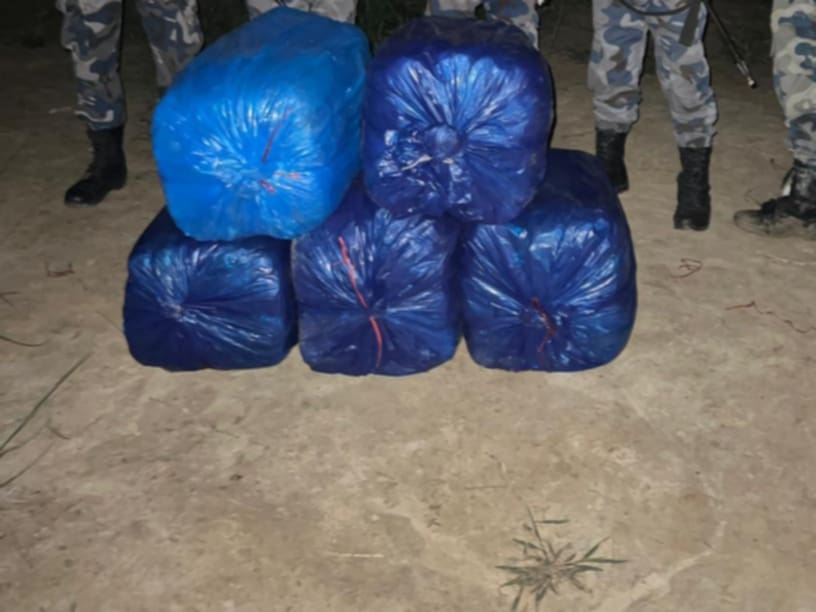 सप्तरीको बगैँचामा भेटियो करिब ९८ किलो गाँजा