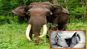 हात्तीको आक्रमणबाट एक महिलाको मृत्यु