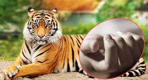 बाघको आक्रमणबाट एक पुरुषको मृत्यु