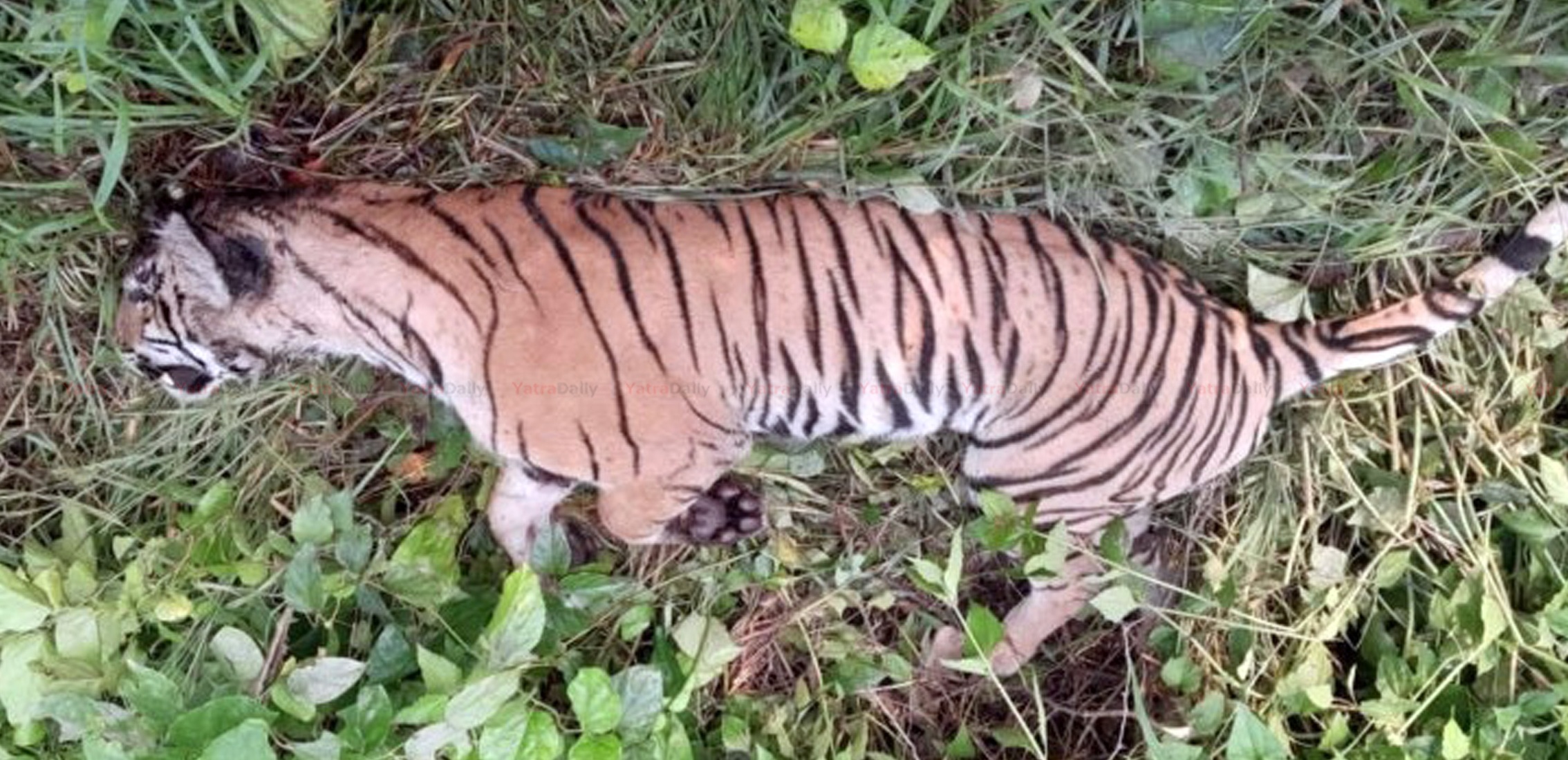पर्सामा बाघ मृत अवस्थामा फेला