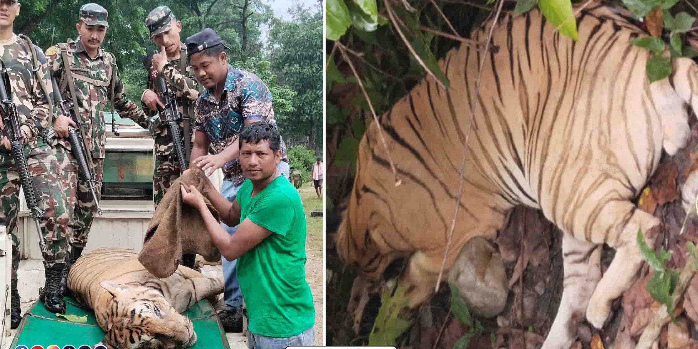 बारामा पटक पटक मान्छेलाई मार्दै आएकाे नरभक्षी बाघलाई समातियो