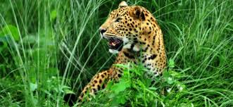 नेपालगञ्जमा चितुवाको आक्रमणबाट एक महिलाको मृत्यु