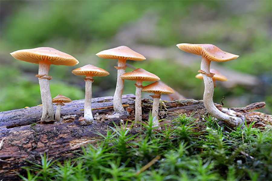 गुल्मीमा विषालु जङ्गली च्याउ खाँदा ६ जना बिरामी