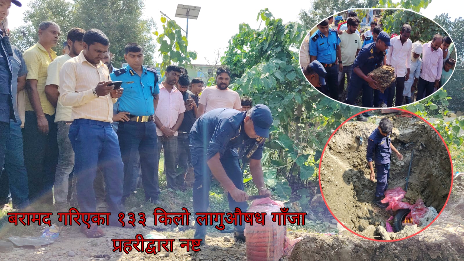 गरुडामा बरामद १३३ किलो गाँजा खाल्डोमा जलाएर नष्ट