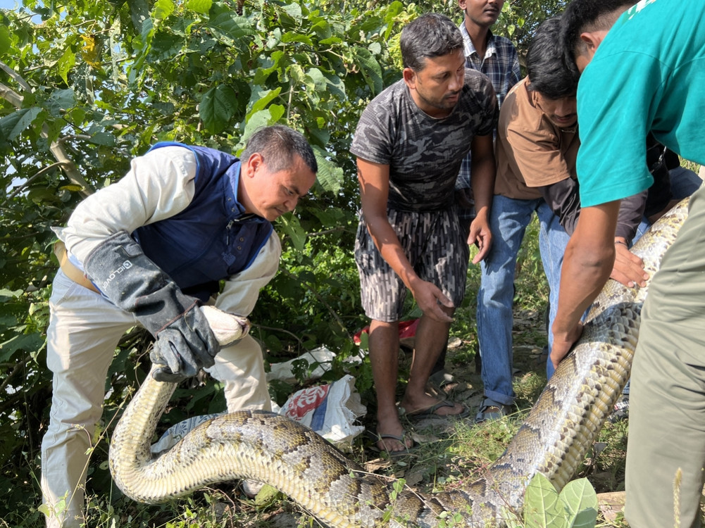 पूर्वी नवलपरासीमा ३८ किलोको विशाल अजिंगरको उद्धार