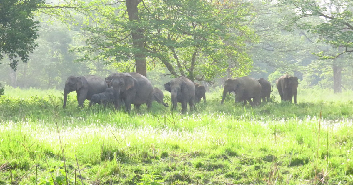 नेपालमा भित्रिए २५ देखि ३० वटा हात्तीको बथान बसेपछि मानव–हात्ती द्वन्द्वको जोखिम