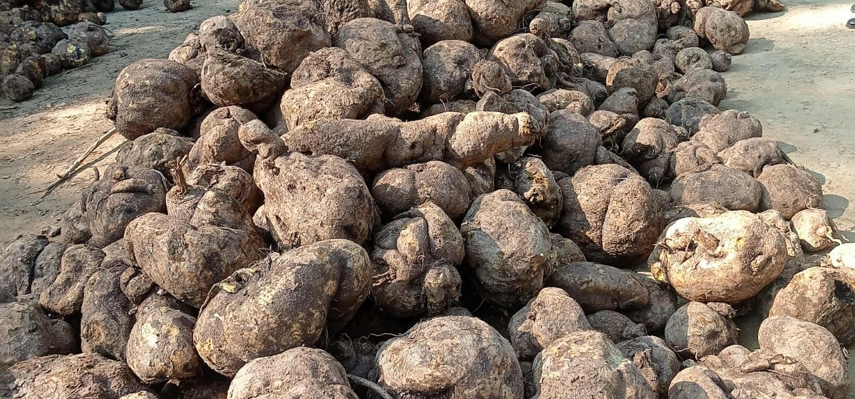 सुर्खेतमा जडीबुटी बरामदमा एकजना पक्राउ