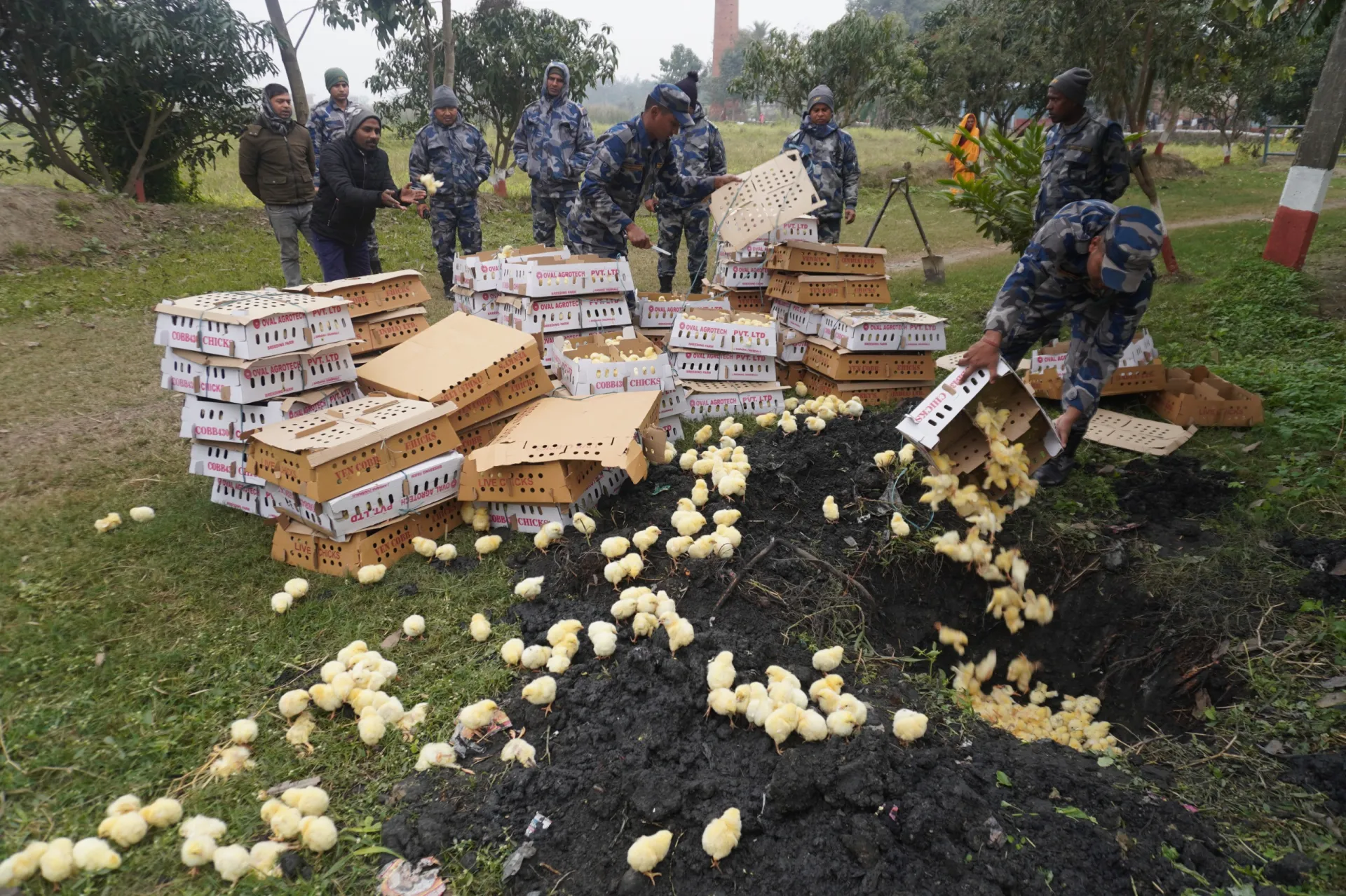 भारतबाट तस्करी गरी ल्याइएका १० हजार ब्रोइलर कुखुराका चल्ला पर्सामा नष्ट