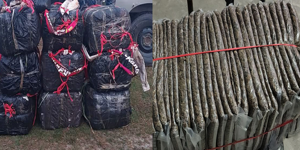 सुनसरी र मोरङबाट करिब ३ सय ३ किलो गाँजासहित एक जना पक्राउ